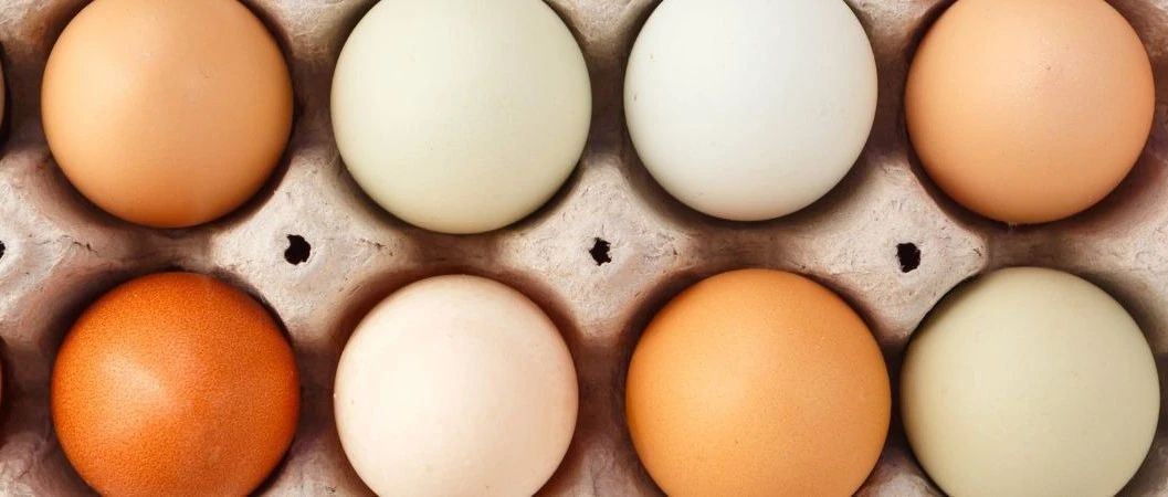 美國雞蛋有多貴？食品飲料品牌如何應對原料不確定性 | 英敏特洞察